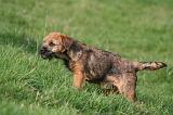 BORDER TERRIER 133
